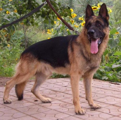 狼狗是什么品种