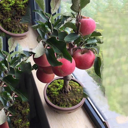 精选盆栽苹果树苗当年结果南方北方种植室内室外庭院种植红富士苹果苗