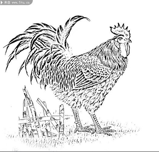 白描鸡