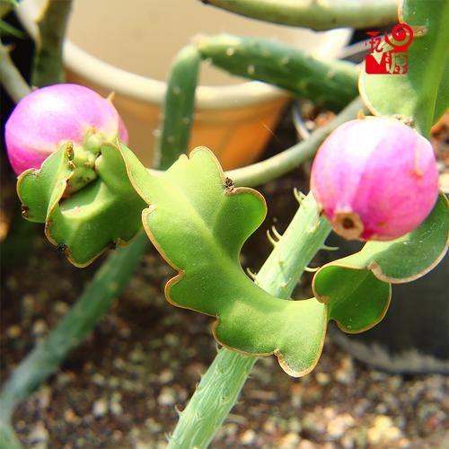 忆源园艺卷叶昙花苗迷你火龙果盆栽多肉植物办公室内防辐射吸甲醛