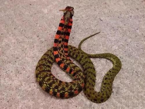 蛇真会跟人比高神奇的鸡冠蛇真存在这些农村传说是真的吗