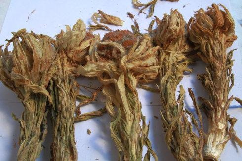 雪莲花从种子萌发到抽苔开花需要6----8年的