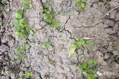 正确认识植物缺素症,对症下药!