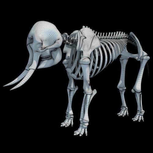 非洲大象骨架3d模型