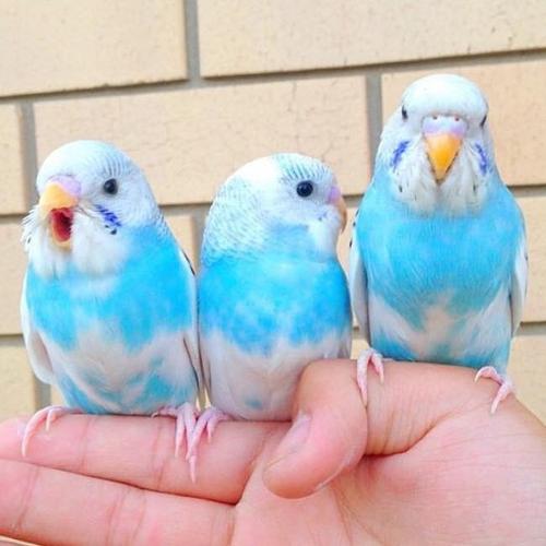 五彩斑斓的虎皮鹦鹉,颜色都好仙女!_腾讯新闻