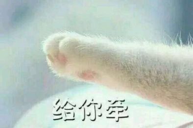 给你牵猫咪猫爪可爱gif动图_动态图_表情包下载_soogif