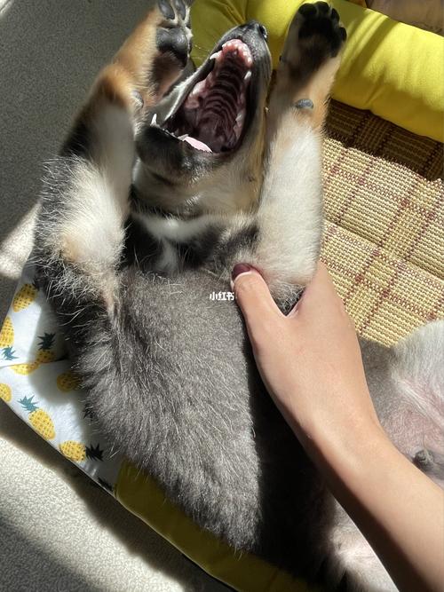 *慕尼 黑柴* 妈宝男的邪魅笑_柴犬_遛狗_柴犬宝宝_宠物_狗