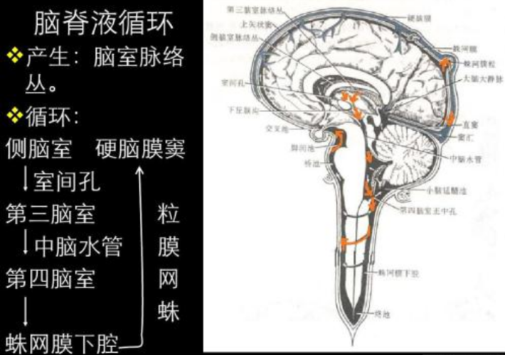 简述脑脊液的产生和循环途径