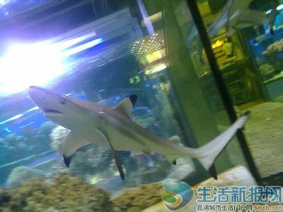 有人家里养鲨鱼,是真的吗?