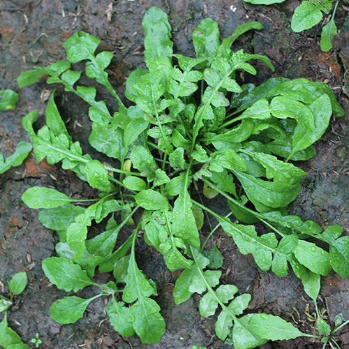 蔬菜荠菜种子大叶有机盆栽阳台秋季