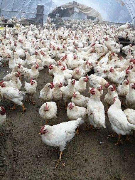 [白羽鸡批发] 白羽肉鸡 有需要联系 现货价格25元/斤 1000斤