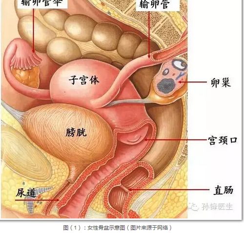 "顺藤摸瓜式"的盆腔解剖:竟然简单到如此地步!