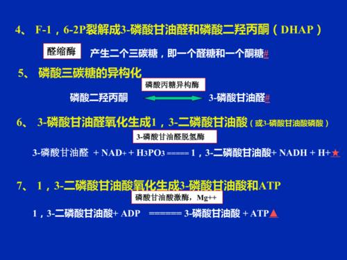 第22章糖糖酵解作用