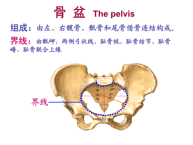 骨盆界线