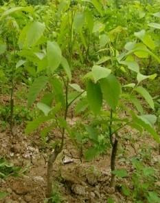 清香核桃苗|优质核桃苗|核桃苗厂家|优质辽核1号核桃苗