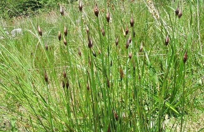 灯心草种类图片大全