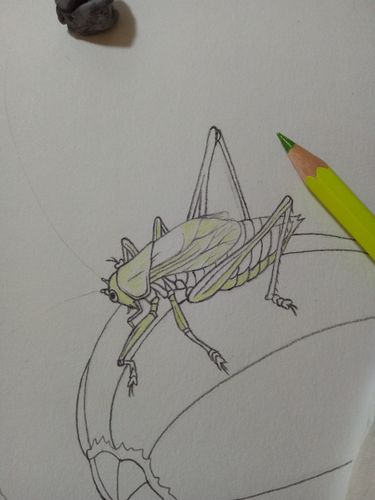 蝈蝈与甜瓜彩铅手绘