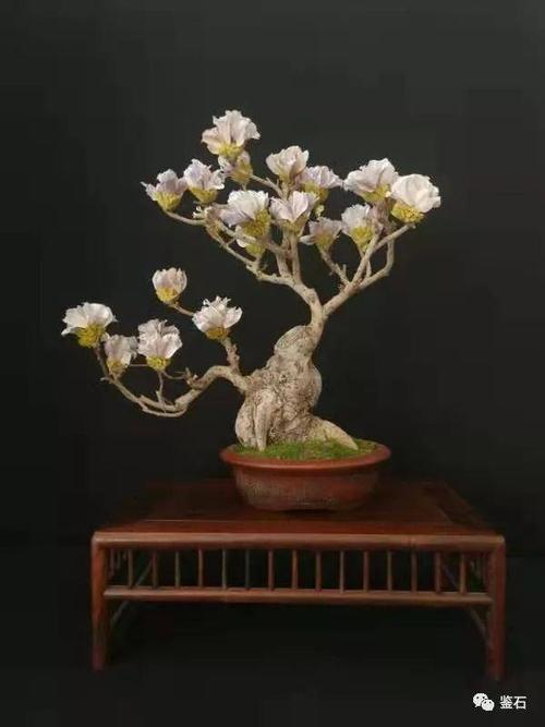 北京卫视专访让枯木逢春的盆景人