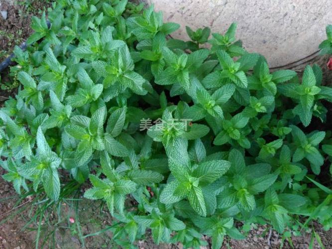 十香和薄荷区别大不大