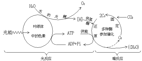 【考点3】细胞呼吸和光合作用
