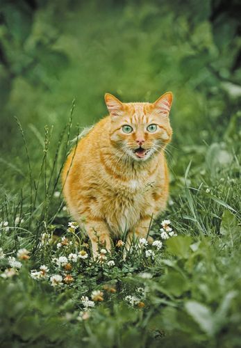 照片里的橘猫多数都是胖胖的 图/视觉中国