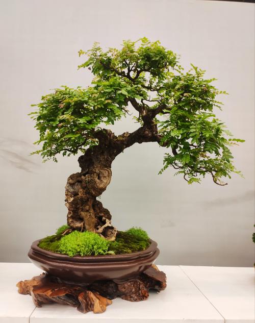 bci盆景艺术大师考察云南盆景 云南盆景首添金字招牌 "滇派小景"