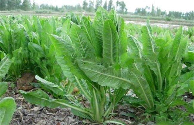 菊苣常见病害及防治方法