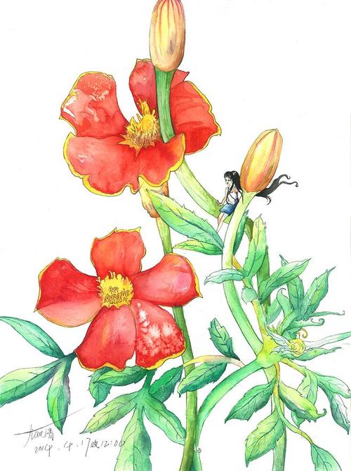 活泼型孔雀草花语活泼爽朗