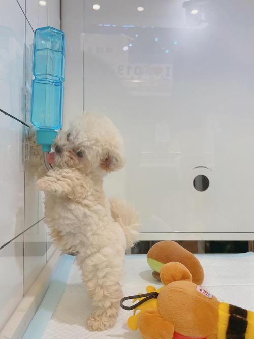 宠物店里喝水的小狗勾