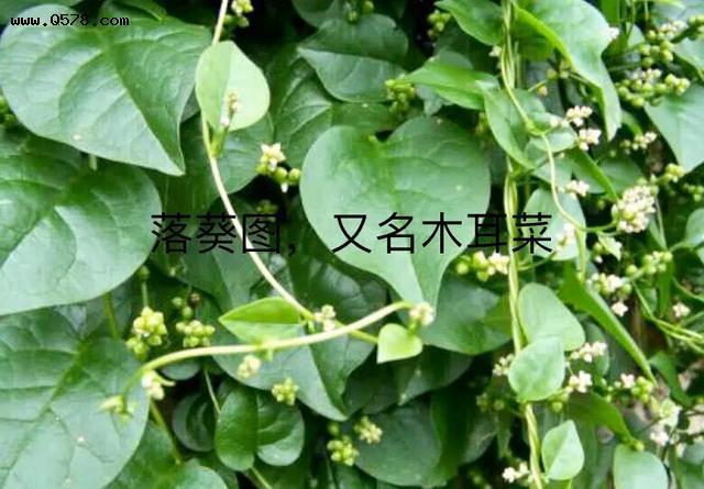 藤三七要什么月份摘好?