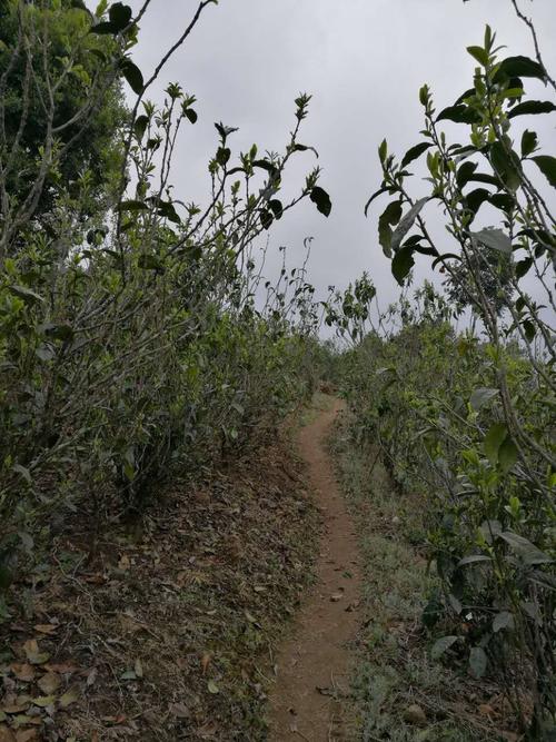原生态大叶种普洱茶发源地勐库冰岛,那蕉东半山古树茶园茶山体验之旅