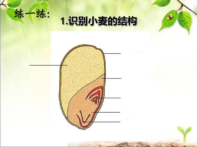 叶脉常为平 它们的根本区别是在种子的胚中发育二片子叶还是发育一片