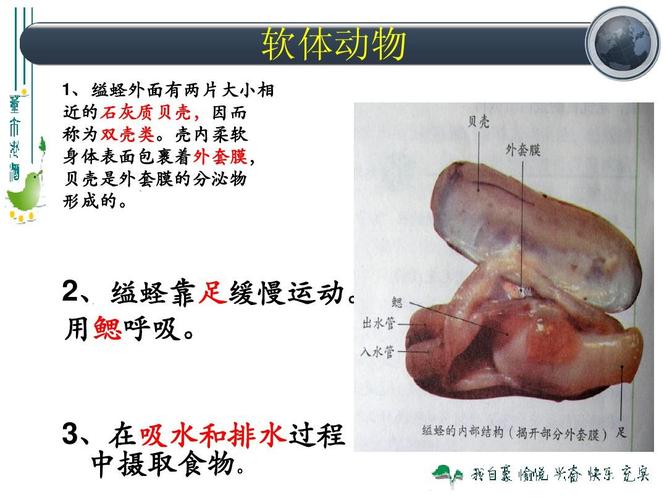 513软体动物和节肢动物(1)ppt