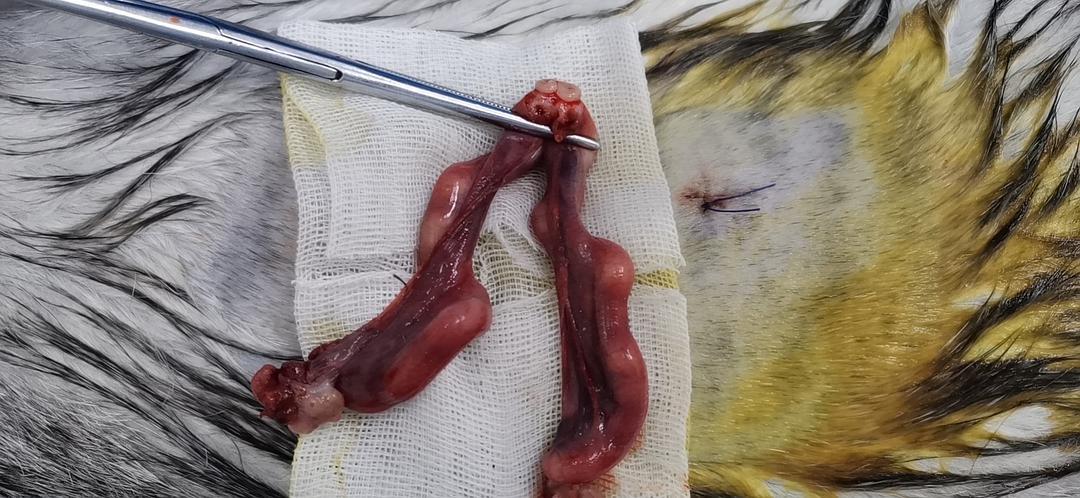 今天带猫咪去绝育,这是医生给我发的图,这是猫咪的子宫吗还是卵巢啊