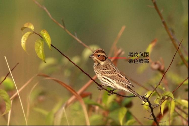 当然是体型最小的鹀,比麻雀小一圈,如有其他鹀在旁边对比则更显得