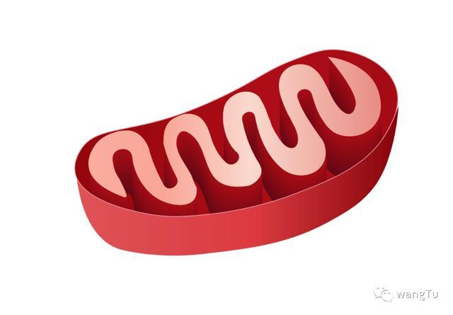 用adobe illustrator如何绘制线粒体