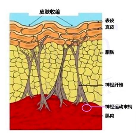 再生医学前沿应用纳金肽开启专业减龄新姿势