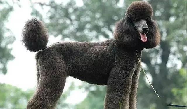 巨型贵宾养的人就少了,因为它巨贵