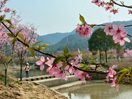 醉美湘潭七星村200亩樱花争相怒放
