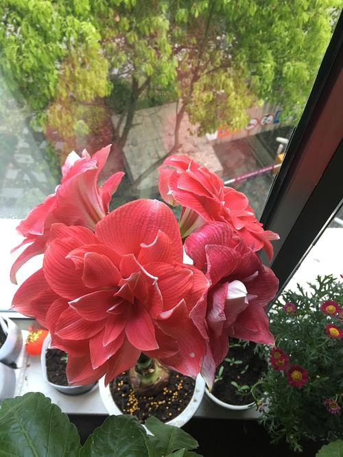 朱顶红双梦,一箭5花,可惜有一个开的慢了.