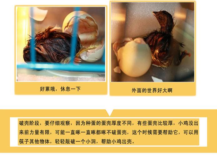 鸡蛋孵化过程6