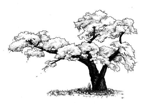 绘画樱花树简笔画