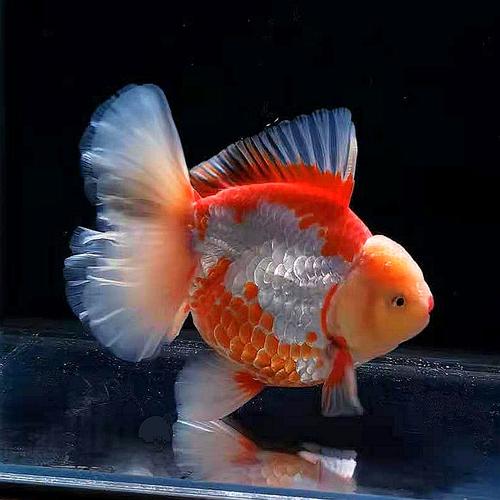 泰狮极品百褶金鱼活体红白原泰f1观赏鱼冷水鱼