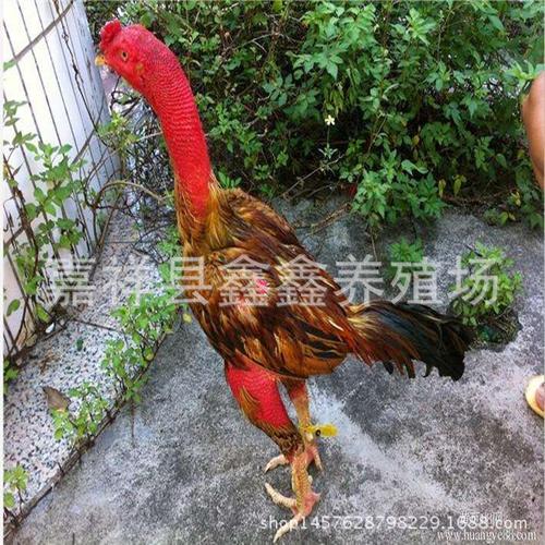 越南斗鸡苗|出售四黑大体型纯种越南斗鸡|斗鸡苗批发