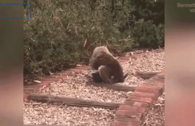 就算打架也很萌!两只雄性考拉为获雌性芳心展开搏斗