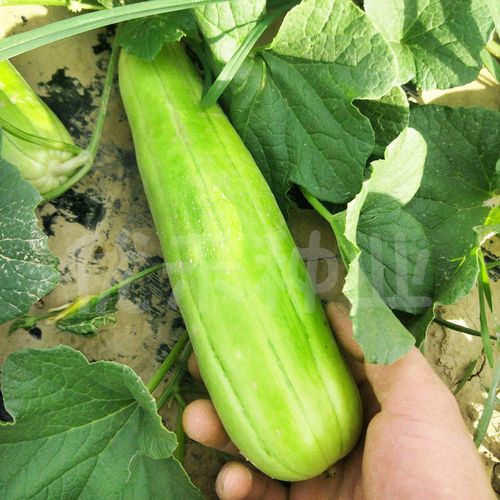 青皮脆瓜中华菜瓜种子绿皮白瓤甜四季早熟水果家庭园艺种子