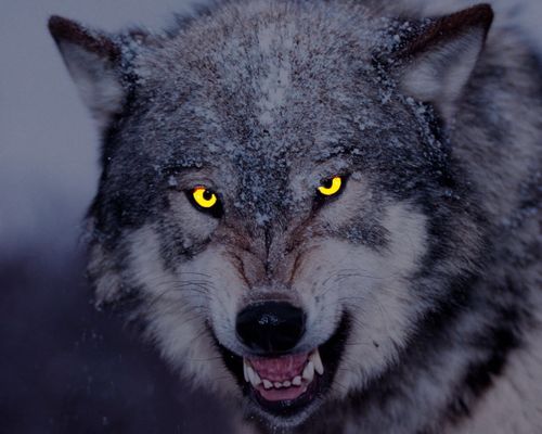 10月课程,老李开课-狼性销售的10大法则