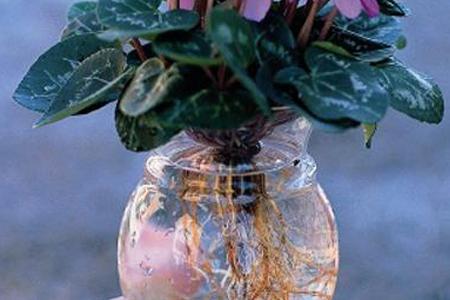 养花知识 养花技巧 仙客来可以用水扦插吗  仙客来根据生长的情况,是