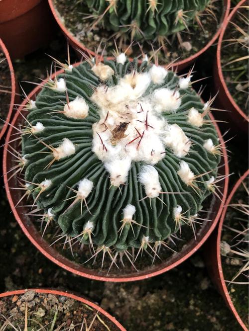 雪顶多棱玉仙人球批发 7-8cm 落地有根 基地直发