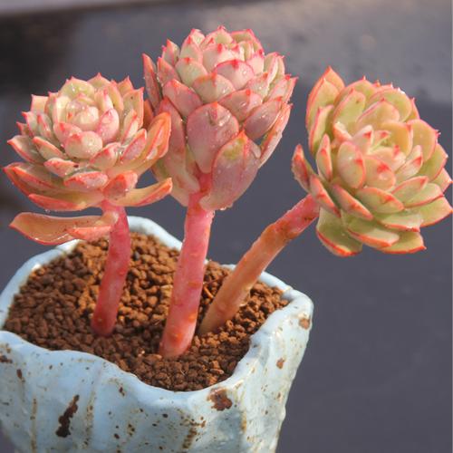 戴伦多年桩 多肉植物防辐射肉肉植物绿植花卉e家小屋桌面盆栽